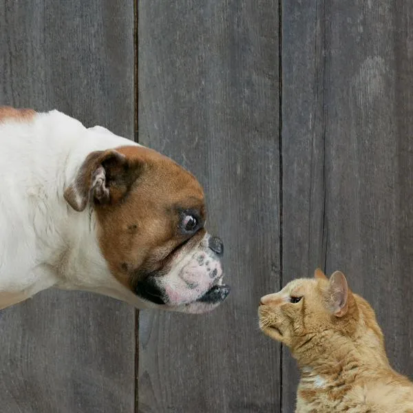 La convivencia entre un perro y otra mascota, como un gato u otro perro, puede ser exitosa si se aborda con cuidado y paciencia