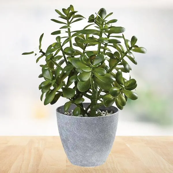 Árbol de jade en la cocina