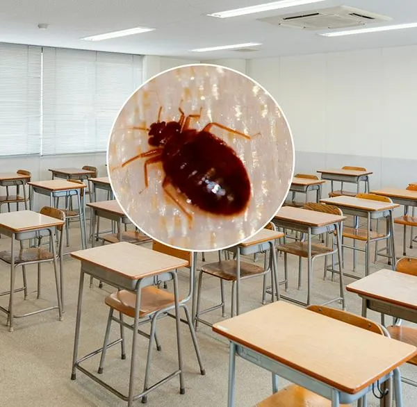 SEP: Estas escuelas no tendrán clases por plaga de chinches