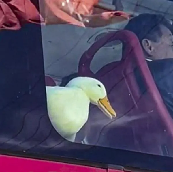  Pillan a tierno patito viajando en transmilenio: paralizó el tráfico de sector de Bogotá 