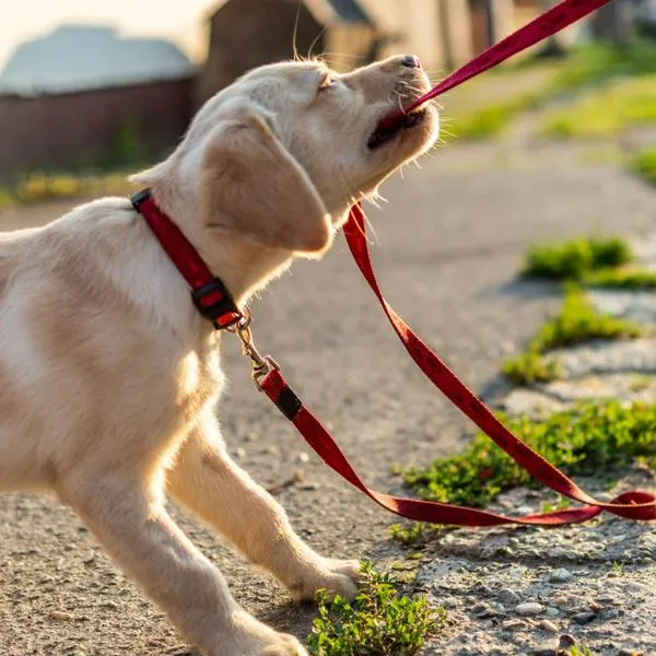 ¿Por qué un perro muerde su correa? Tips, consejos y recomendaciones para evitar que siga teniendo esa conducta.
