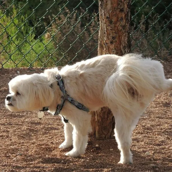 Si cuenta con un cachorro es importante establecer rutinas y horarios a los cuales el animal debe adecuarse. 