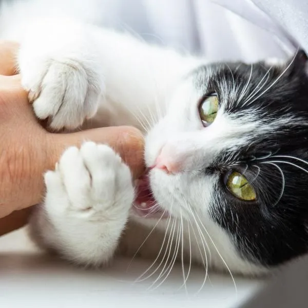 Desde cachorros los gatos están acostumbrados a morderse entre ellos, y ese comportamiento lo desarrolla en la adultez.