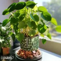 Esta es la razón para tener una planta china del dinero en casa; características y cuidados.