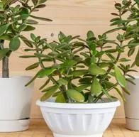 Cuidados para que el árbol de jade atraiga dinero y fortuna