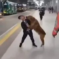 Perro se encontró con su familia luego de perderse en Transmilenio