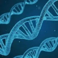 Científicos crearon un test “más preciso” para medir el envejecimiento biológico