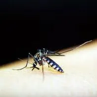 En Cali, aumento de casos de dengue causa preocupación, hay más de 7.000 infectados en lo que va del año