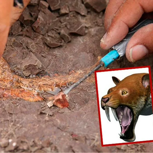 En Huila hallan fósil de marsupial dientes de sable de hace 13 millones de años.