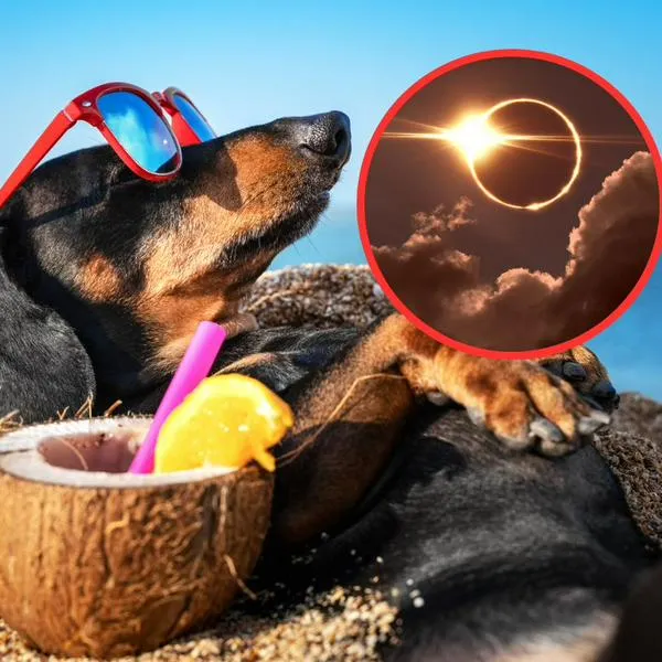 Animales resultarían afectados con eclipse de sol este 14 de octubre, así puede cuidarlos