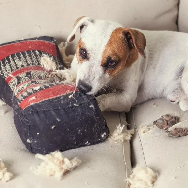 La edad a la que los perros dejan de morder los muebles puede variar, pero suele disminuir a medida que crecen y se desarrollan.