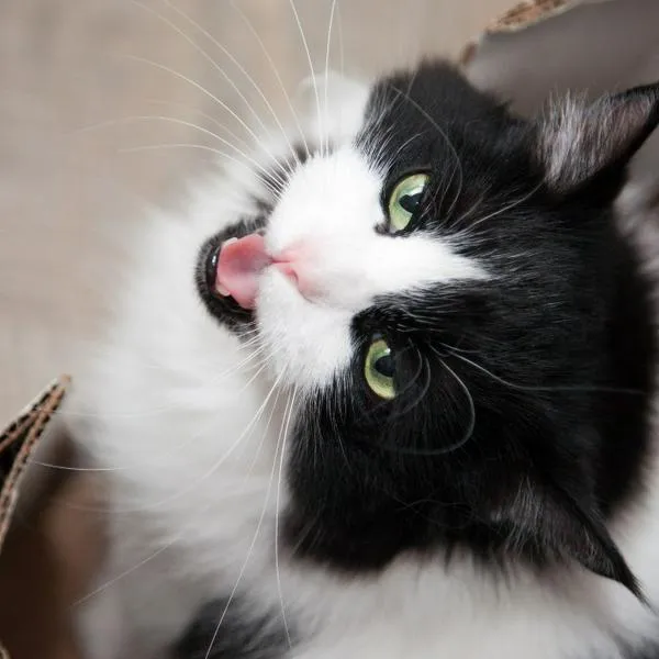 Los gatos utilizan diferentes tipos de maullidos para comunicarse con sus dueños y otros gatos.
