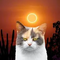 Eclipse con foto de gato, en nota sobre cómo ese evento podría afectar a esas mascotas