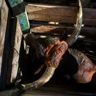 Joven murió tras resultar herido por un toro en las corralejas de Las Compuertas en Manatí.