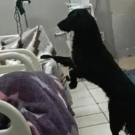 Perro abandonado por su dueño enfermo en hospital de Perú y fue rescatado por la persona que hizo viral el video.