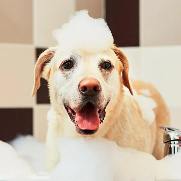Antes de mojar a tu mascota, debe cepillarla para eliminar nudos, suciedad y pelo suelto. Esto facilitará el proceso de baño y reducirá la cantidad de pelo en el desagüe.