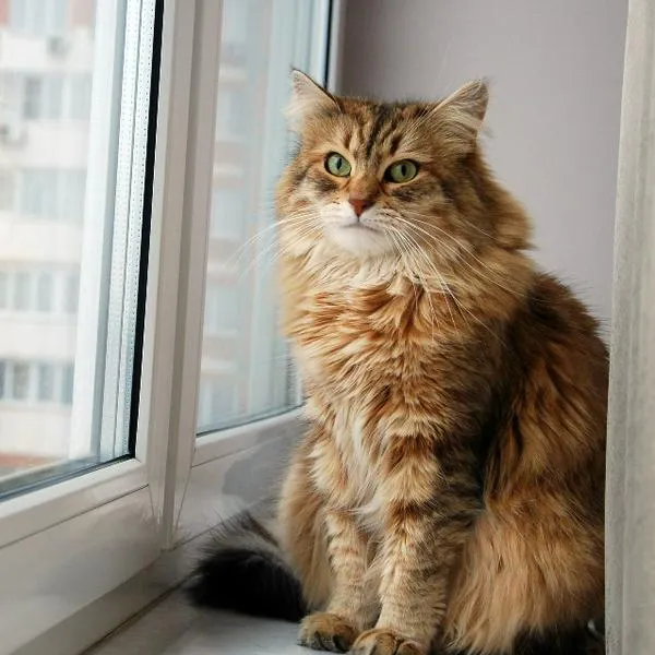 Las razas de gatos que se adaptan en espacios reducidos. 