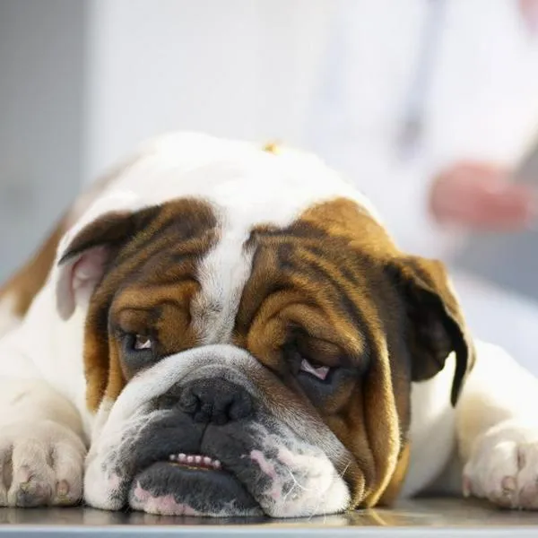 La vista de jeringas, agujas y otros equipos médicos puede asustar a los perros e incomodar al animal.