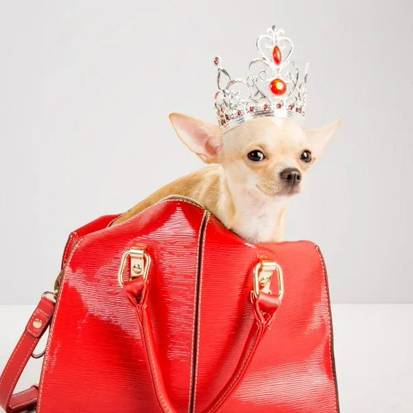 Razas de perro que permanecen pequeñas: ideales para cualquier hogar.
