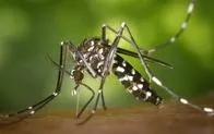 ¿El parque del Ingenio un foco de dengue? El Dagma interviene la zona