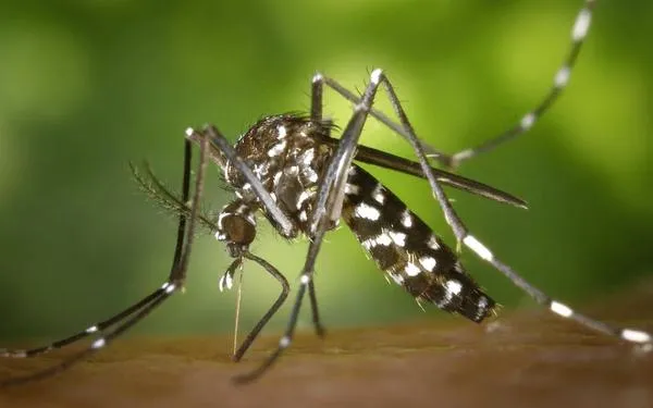 ¿El parque del Ingenio un foco de dengue? El Dagma interviene la zona