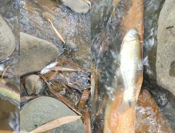 La contaminación en un río de Cali abunda; cantidades de peces han muerto