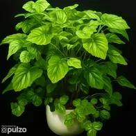 Este es el lugar ideal para colocar la planta millonaria para atraer el dinero, según el feng shui.