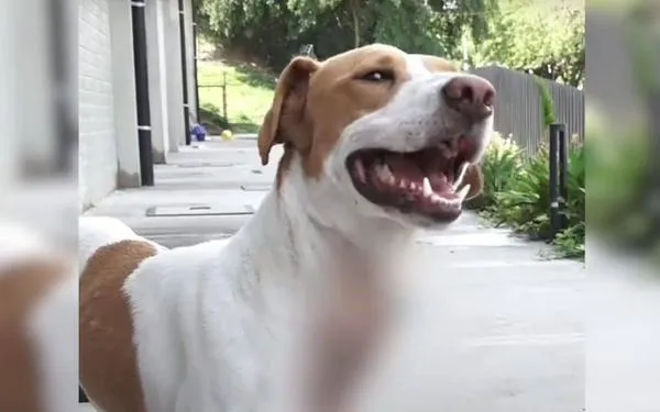 Conozca a Corbatín: Un perrito que fue maltratado en Cali y ahora busca una familia