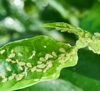 Truco casero con jabón rey para quitar los piojos de las plantas: método fácil, rápido y efectivo para eliminarlos por completo.