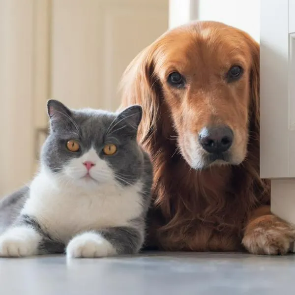 En la mayoría de los casos, los gatos pueden sentirse amenazados por la presencia de un perro, especialmente si este es grande o enérgico.