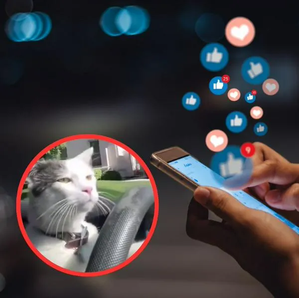 Revelan video original del meme del gato manejando solo que se hizo viral en redes