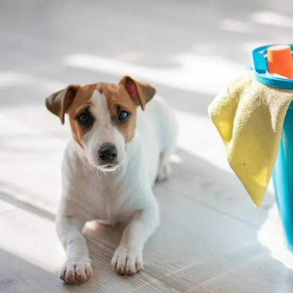 Tener una mascota no significa necesariamente que tu hogar deba oler a perro; todo depende de nuestra limpieza y de cómo educamos a nuestra mascota.