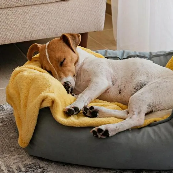 Si prefiere que su perro duerma en un área específica de la casa, asegúrese de que sea cómoda y acogedora.