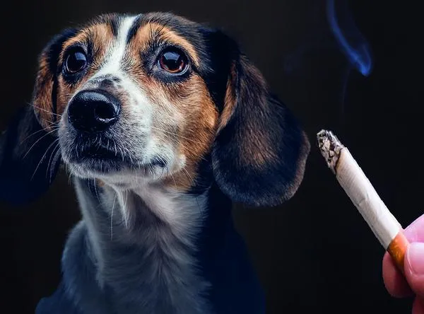 Cómo afecta el humo de cigarrillo a las mascotas, síntomas que pueden tener