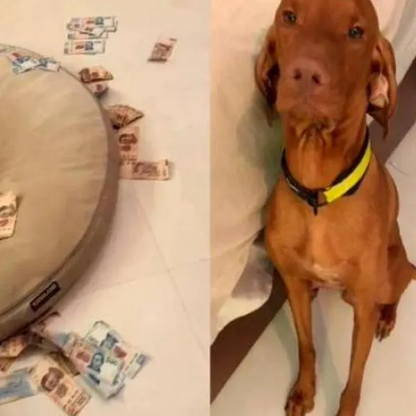 Momento en el que el perro es pillado luego de destrozar los ahorros de su dueña y se hizo un video viral