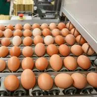Aunque la producción de huevo ha aumentado, no alcanza a cubrir la demanda de todo el país
