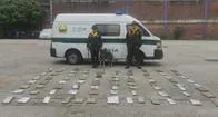 ‘Omero’ un perro policía de Medellín encontró 43 kg de marihuana en tres armarios