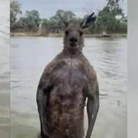 Hombre enfrentó a canguro en Australia por salvarle la vida a su perro