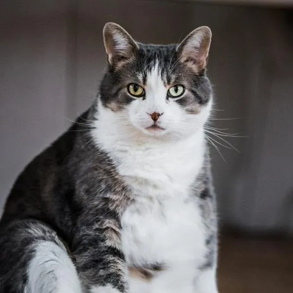 La obesidad y el sobrepeso pueden afectar la salud de un gato. Por lo tanto, es una condición que se debe evitar a medida que envejecen.