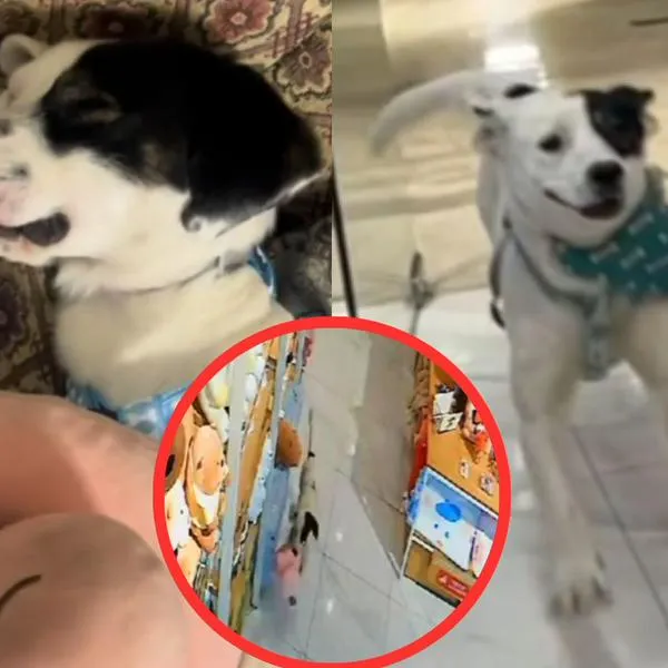 Miniso adoptó a perro que trató de robarse un peluche de sus tiendas y se volvió viral