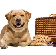 Perro. En relección con viajes con mascotas.