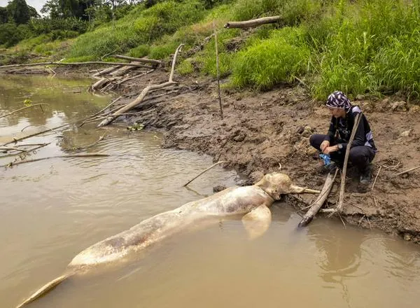 La crisis climática amenaza la vida de los delfines rosados del Amazonas colombiano