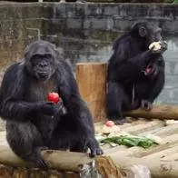 Asesinato de 'Pancho' y 'Chita' por escaparse de zoológico en Pereira habría sido premeditado por su cuidador,