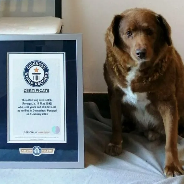 Falleció ‘Bobi’, el perro más viejo del mundo, en Portugal: tenía 31 años