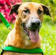 Scooby ha pasado por 3 jornadas de adopción y nada que consigue un hogar: ¿quieres darle una oportunidad?