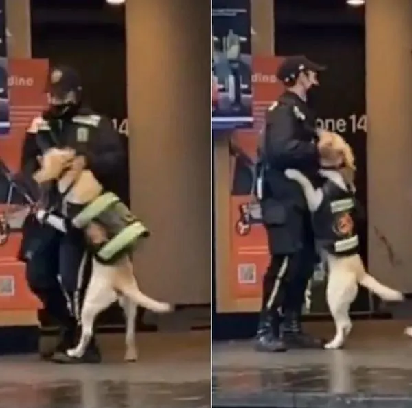 Perro y guarda del centro comercial Andino son captados jugando como niños: video es viral.