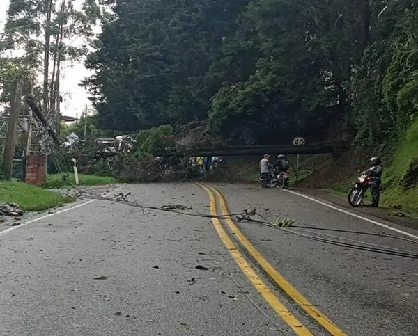 Vía importante en Caldas está cerrada por caída de un árbol de pino