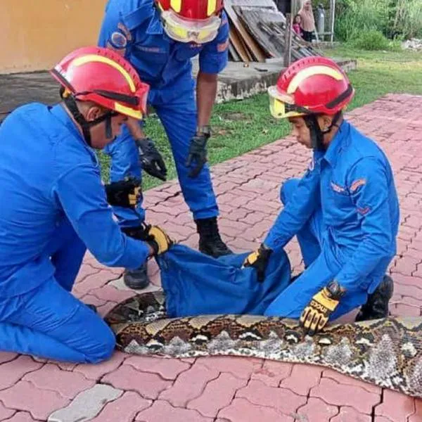Atrapan gigantesca serpiente pitón de 7 metros y 140 kilos tras devorar una cabra en Malasia