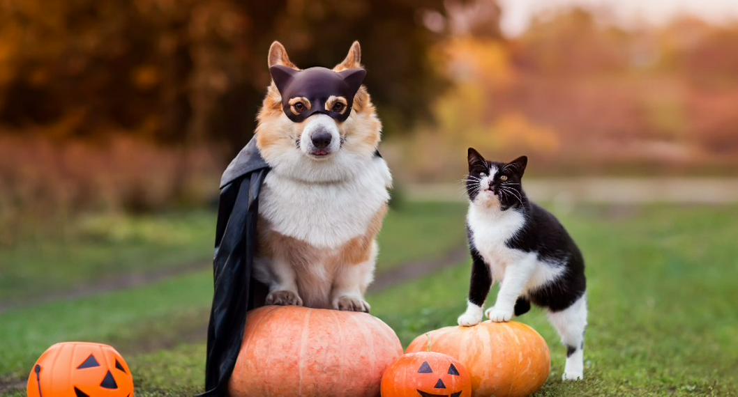 ¿Cómo Cuidar A Mi Mascota En Halloween? Siete Consejos Antes De Disfrazarlo