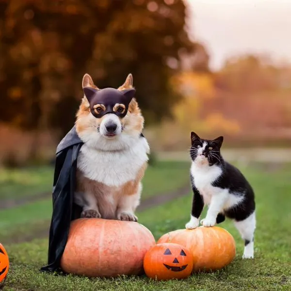 
Con la llegada de Halloween, muchas personas disfrutan de la idea de disfrazar a sus mascotas para unirse a la diversión festiva.